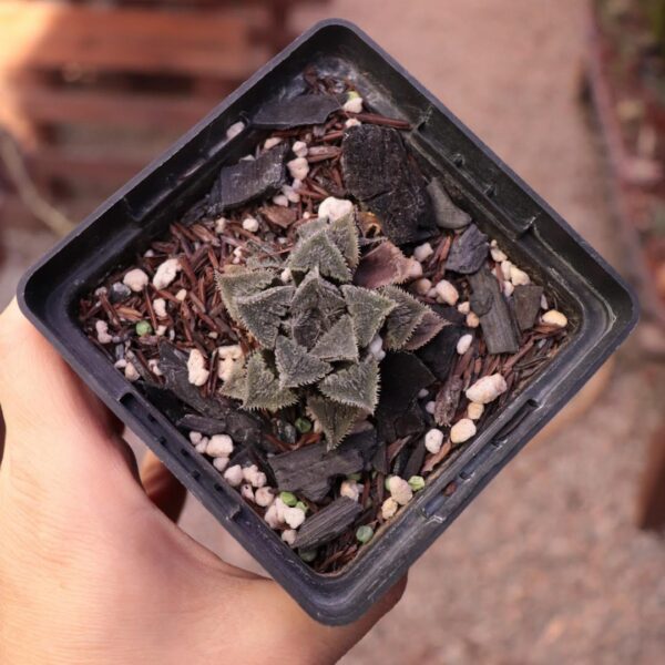 Haworthia 'Korizato'