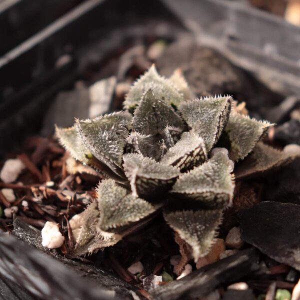 Haworthia 'Korizato' - Image 2