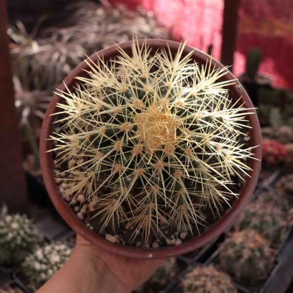 Echinocactus grusonii - Poltrona de Sogra (cuia 18)