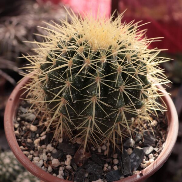 Echinocactus grusonii - Poltrona de Sogra (cuia 18) - Image 2