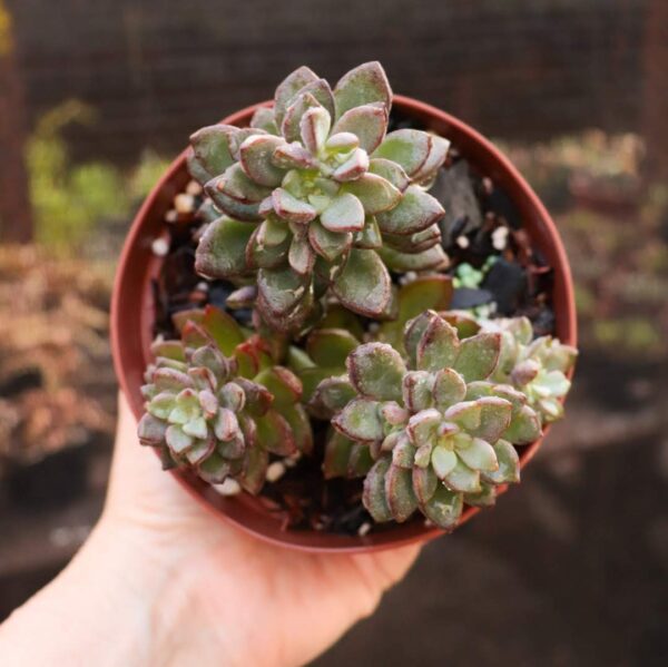 Graptoveria 'Purple Dream'