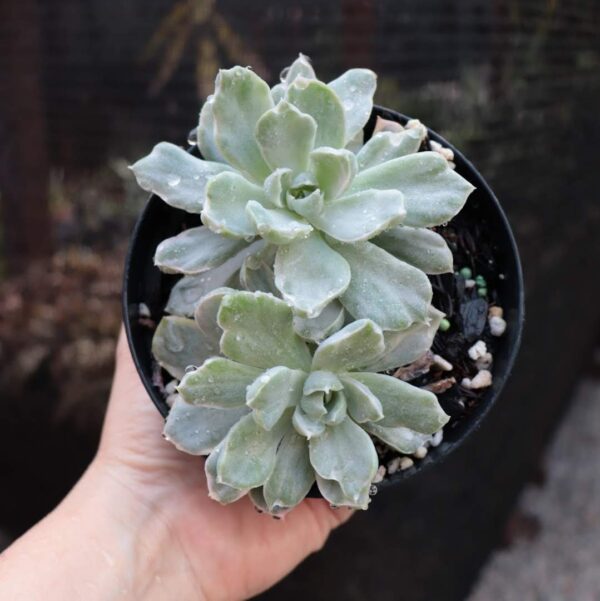 Echeveria albicans variegata