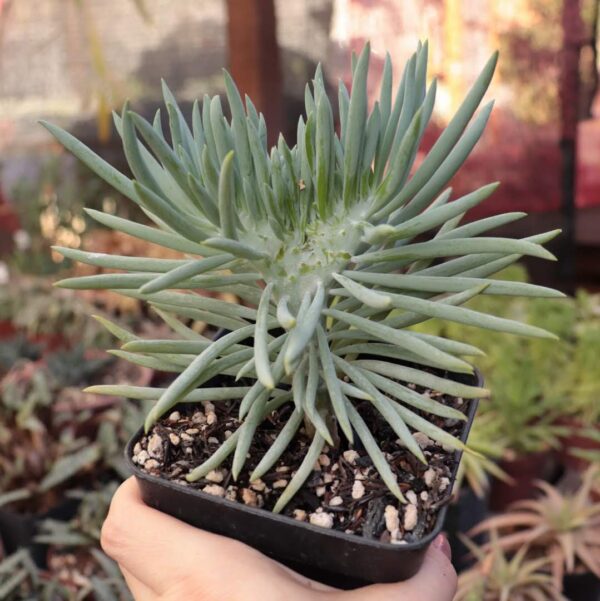 Senecio azul cristata
