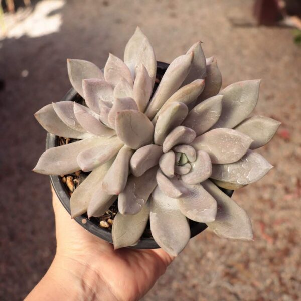 Echeveria 'Beverley' dupla (cuia 13)