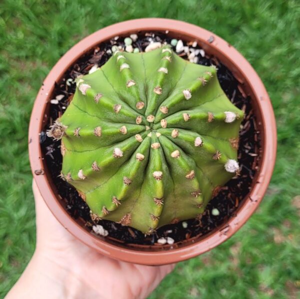 Echinopsis subdenudata (cuia 13)