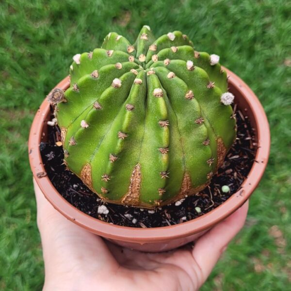 Echinopsis subdenudata (cuia 13) - Image 2