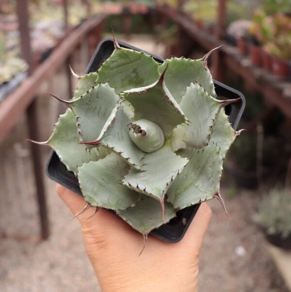 Agave potatorum