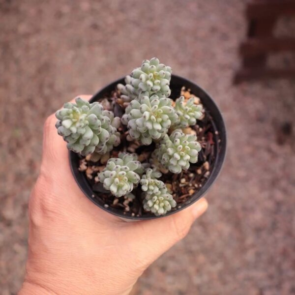 Graptopetalum pachyphyllum 'Blue Bean'
