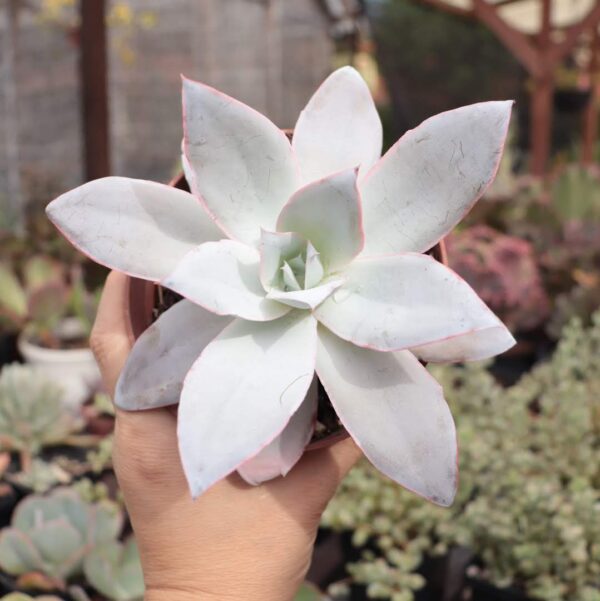 Echeveria 'Cante' (pote 11)