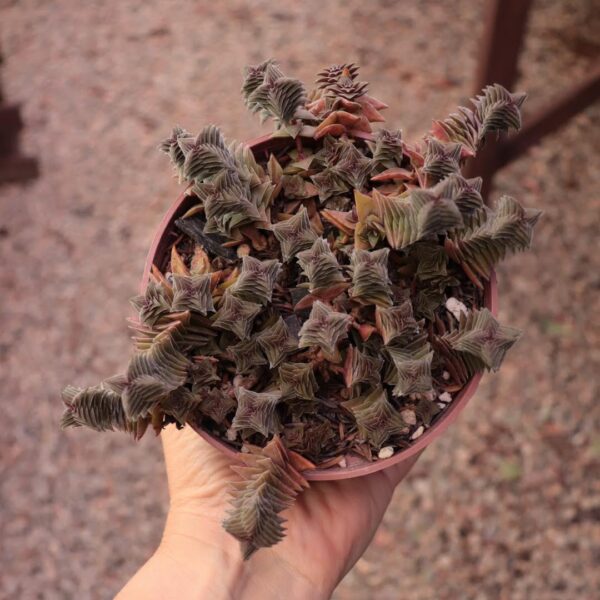 Crassula capitella subsp. thyrsiflora