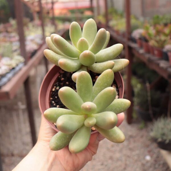 Pachyphytum fittkaui